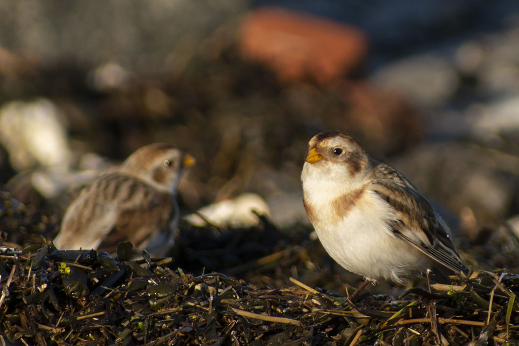 Vogelwerkgroep