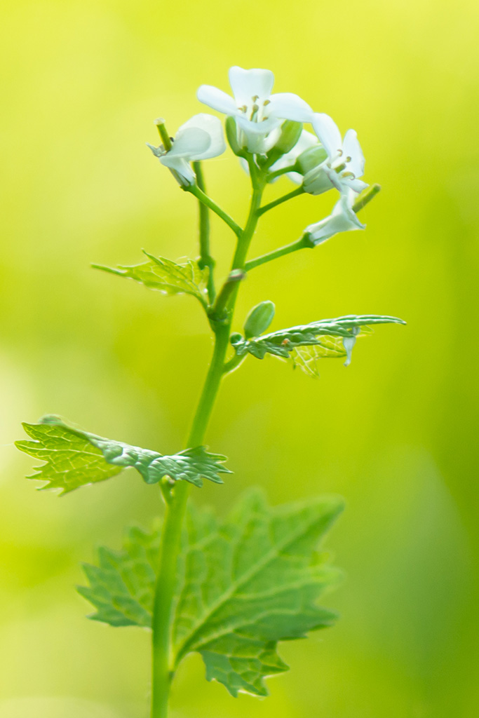 Plantenwerkgroep