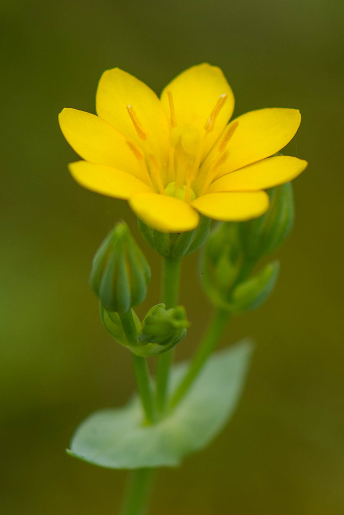 Plantenwerkgroep