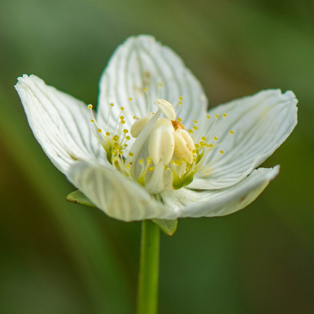 Bloem