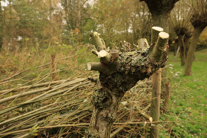Knotgroep