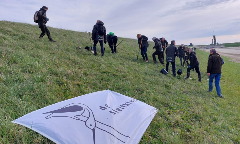 Verplanten bijenorchis Perkpolder
