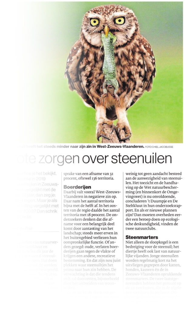 PZC bericht over zorgen over de steenuilen